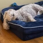 Bedsure Orthopedic Dog Beds Large Sized Dog - Washable Large Dog Cat Bed Waterproof. Comfort Dogs Couch Sofa with Washable Removable Cover. Pet Bed with Nonskid Bottom. Grey. 35 photo review