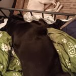 Bedsure Orthopedic Dog Beds Large Sized Dog - Washable Large Dog Cat Bed Waterproof. Comfort Dogs Couch Sofa with Washable Removable Cover. Pet Bed with Nonskid Bottom. Grey. 35 photo review