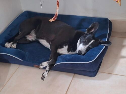 Bedsure Orthopedic Dog Beds Large Sized Dog - Washable Large Dog Cat Bed Waterproof. Comfort Dogs Couch Sofa with Washable Removable Cover. Pet Bed with Nonskid Bottom. Grey. 35 photo review