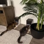 PETLIBRO RFID Automatic Cat Feeder. Collar Tag-Activated Personalized Meals. 5G&2.4G Wi-Fi Programmable Cat Food Dispenser with Cats Recognition & Diet Tracking for Multi-Pet Homes and Different Diets photo review