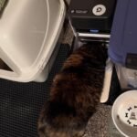 PETLIBRO RFID Automatic Cat Feeder. Collar Tag-Activated Personalized Meals. 5G&2.4G Wi-Fi Programmable Cat Food Dispenser with Cats Recognition & Diet Tracking for Multi-Pet Homes and Different Diets photo review