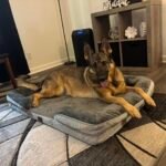 Bedsure Orthopedic Dog Beds Large Sized Dog - Washable Large Dog Cat Bed Waterproof. Comfort Dogs Couch Sofa with Washable Removable Cover. Pet Bed with Nonskid Bottom. Grey. 35 photo review