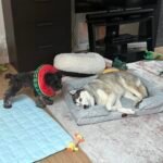 Bedsure Orthopedic Dog Beds Large Sized Dog - Washable Large Dog Cat Bed Waterproof. Comfort Dogs Couch Sofa with Washable Removable Cover. Pet Bed with Nonskid Bottom. Grey. 35 photo review