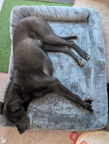 Bedsure Orthopedic Dog Beds Large Sized Dog - Washable Large Dog Cat Bed Waterproof. Comfort Dogs Couch Sofa with Washable Removable Cover. Pet Bed with Nonskid Bottom. Grey. 35 photo review