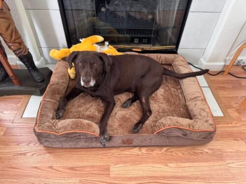 Bedsure Orthopedic Dog Beds Large Sized Dog - Washable Large Dog Cat Bed Waterproof. Comfort Dogs Couch Sofa with Washable Removable Cover. Pet Bed with Nonskid Bottom. Grey. 35 photo review