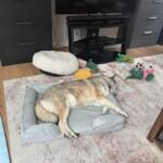 Bedsure Orthopedic Dog Beds Large Sized Dog - Washable Large Dog Cat Bed Waterproof. Comfort Dogs Couch Sofa with Washable Removable Cover. Pet Bed with Nonskid Bottom. Grey. 35 photo review