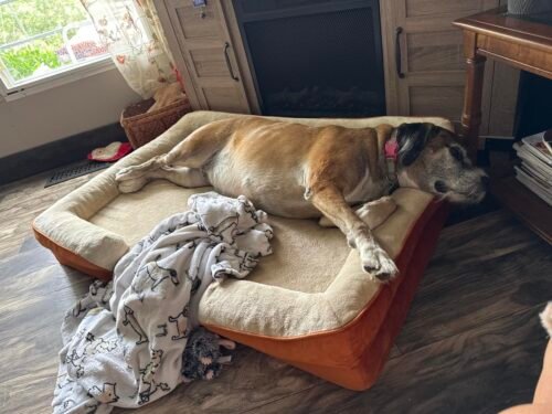 Bedsure Orthopedic Dog Beds Large Sized Dog - Washable Large Dog Cat Bed Waterproof. Comfort Dogs Couch Sofa with Washable Removable Cover. Pet Bed with Nonskid Bottom. Grey. 35 photo review