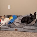 Bedsure Orthopedic Dog Beds Large Sized Dog - Washable Large Dog Cat Bed Waterproof. Comfort Dogs Couch Sofa with Washable Removable Cover. Pet Bed with Nonskid Bottom. Grey. 35 photo review