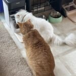 PETLIBRO RFID Automatic Cat Feeder. Collar Tag-Activated Personalized Meals. 5G&2.4G Wi-Fi Programmable Cat Food Dispenser with Cats Recognition & Diet Tracking for Multi-Pet Homes and Different Diets photo review