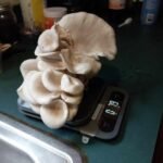 Greater Goods Digital Food Scale for Kitchen & Baking. 10kg/22lb High-Capacity Weight Scale with 1g Precision. Stainless Steel Platform. Hi-Def LCD. Ideal for Bread. Sourdough & Bulk Cooking photo review