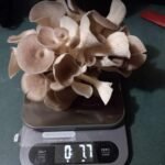 Greater Goods Digital Food Scale for Kitchen & Baking. 10kg/22lb High-Capacity Weight Scale with 1g Precision. Stainless Steel Platform. Hi-Def LCD. Ideal for Bread. Sourdough & Bulk Cooking photo review