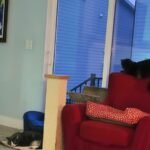 Greater Goods Digital Food Scale for Kitchen & Baking. 10kg/22lb High-Capacity Weight Scale with 1g Precision. Stainless Steel Platform. Hi-Def LCD. Ideal for Bread. Sourdough & Bulk Cooking photo review