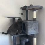 Yaheetech 54in Cat Tree. Multi-Level Cat Tower with Spacious Kitten-ear Perch. 2 Cozy Caves. Scratching Posts. Climbing Ladder. 2 Plush Balls. Durable Pet House Furniture for Indoor Kittens. Dark Gray photo review