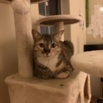 Yaheetech 54in Cat Tree. Multi-Level Cat Tower with Spacious Kitten-ear Perch. 2 Cozy Caves. Scratching Posts. Climbing Ladder. 2 Plush Balls. Durable Pet House Furniture for Indoor Kittens. Dark Gray photo review