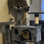 Yaheetech 54in Cat Tree. Multi-Level Cat Tower with Spacious Kitten-ear Perch. 2 Cozy Caves. Scratching Posts. Climbing Ladder. 2 Plush Balls. Durable Pet House Furniture for Indoor Kittens. Dark Gray photo review