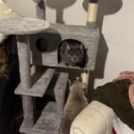 Yaheetech 54in Cat Tree. Multi-Level Cat Tower with Spacious Kitten-ear Perch. 2 Cozy Caves. Scratching Posts. Climbing Ladder. 2 Plush Balls. Durable Pet House Furniture for Indoor Kittens. Dark Gray photo review