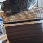 FUKUMARU Cat Scratcher Mat. 23.6 X 15.7 Inch Natural Sisal Cat Scratch Mats. Horizontal Cat Floor Scratching Pad Rug with Sticky Tapes. Protect Couch and Carpets photo review