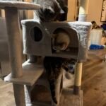 Yaheetech 54in Cat Tree. Multi-Level Cat Tower with Spacious Kitten-ear Perch. 2 Cozy Caves. Scratching Posts. Climbing Ladder. 2 Plush Balls. Durable Pet House Furniture for Indoor Kittens. Dark Gray photo review