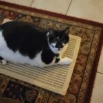 FUKUMARU Cat Scratcher Mat. 23.6 X 15.7 Inch Natural Sisal Cat Scratch Mats. Horizontal Cat Floor Scratching Pad Rug with Sticky Tapes. Protect Couch and Carpets photo review