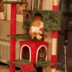 Yaheetech 54in Cat Tree. Multi-Level Cat Tower with Spacious Kitten-ear Perch. 2 Cozy Caves. Scratching Posts. Climbing Ladder. 2 Plush Balls. Durable Pet House Furniture for Indoor Kittens. Dark Gray photo review