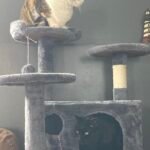 Yaheetech 54in Cat Tree. Multi-Level Cat Tower with Spacious Kitten-ear Perch. 2 Cozy Caves. Scratching Posts. Climbing Ladder. 2 Plush Balls. Durable Pet House Furniture for Indoor Kittens. Dark Gray photo review