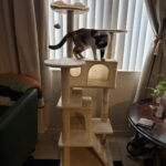 Yaheetech 54in Cat Tree. Multi-Level Cat Tower with Spacious Kitten-ear Perch. 2 Cozy Caves. Scratching Posts. Climbing Ladder. 2 Plush Balls. Durable Pet House Furniture for Indoor Kittens. Dark Gray photo review