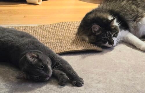 Greater Goods Digital Food Scale for Kitchen & Baking. 10kg/22lb High-Capacity Weight Scale with 1g Precision. Stainless Steel Platform. Hi-Def LCD. Ideal for Bread. Sourdough & Bulk Cooking photo review