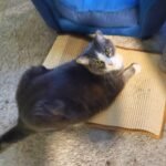 FUKUMARU Cat Scratcher Mat. 23.6 X 15.7 Inch Natural Sisal Cat Scratch Mats. Horizontal Cat Floor Scratching Pad Rug with Sticky Tapes. Protect Couch and Carpets photo review