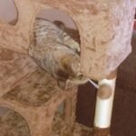 Yaheetech 54in Cat Tree. Multi-Level Cat Tower with Spacious Kitten-ear Perch. 2 Cozy Caves. Scratching Posts. Climbing Ladder. 2 Plush Balls. Durable Pet House Furniture for Indoor Kittens. Dark Gray photo review