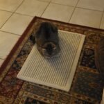 FUKUMARU Cat Scratcher Mat. 23.6 X 15.7 Inch Natural Sisal Cat Scratch Mats. Horizontal Cat Floor Scratching Pad Rug with Sticky Tapes. Protect Couch and Carpets photo review