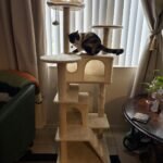 Yaheetech 54in Cat Tree. Multi-Level Cat Tower with Spacious Kitten-ear Perch. 2 Cozy Caves. Scratching Posts. Climbing Ladder. 2 Plush Balls. Durable Pet House Furniture for Indoor Kittens. Dark Gray photo review