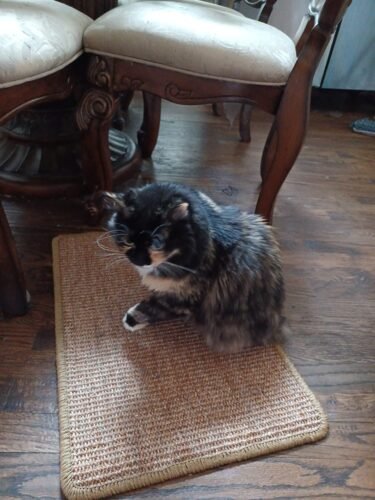 Greater Goods Digital Food Scale for Kitchen & Baking. 10kg/22lb High-Capacity Weight Scale with 1g Precision. Stainless Steel Platform. Hi-Def LCD. Ideal for Bread. Sourdough & Bulk Cooking photo review