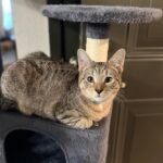 Yaheetech 54in Cat Tree. Multi-Level Cat Tower with Spacious Kitten-ear Perch. 2 Cozy Caves. Scratching Posts. Climbing Ladder. 2 Plush Balls. Durable Pet House Furniture for Indoor Kittens. Dark Gray photo review