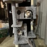 Yaheetech 54in Cat Tree. Multi-Level Cat Tower with Spacious Kitten-ear Perch. 2 Cozy Caves. Scratching Posts. Climbing Ladder. 2 Plush Balls. Durable Pet House Furniture for Indoor Kittens. Dark Gray photo review