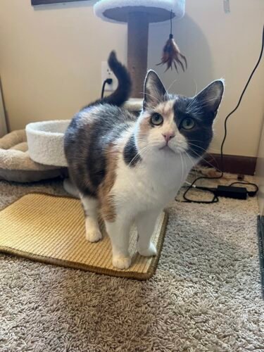 Greater Goods Digital Food Scale for Kitchen & Baking. 10kg/22lb High-Capacity Weight Scale with 1g Precision. Stainless Steel Platform. Hi-Def LCD. Ideal for Bread. Sourdough & Bulk Cooking photo review