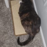 Greater Goods Digital Food Scale for Kitchen & Baking. 10kg/22lb High-Capacity Weight Scale with 1g Precision. Stainless Steel Platform. Hi-Def LCD. Ideal for Bread. Sourdough & Bulk Cooking photo review