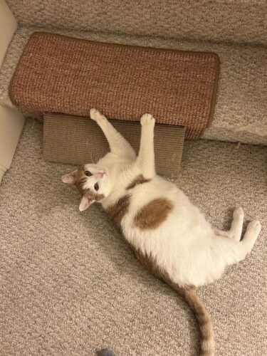 Greater Goods Digital Food Scale for Kitchen & Baking. 10kg/22lb High-Capacity Weight Scale with 1g Precision. Stainless Steel Platform. Hi-Def LCD. Ideal for Bread. Sourdough & Bulk Cooking photo review