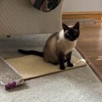 FUKUMARU Cat Scratcher Mat. 23.6 X 15.7 Inch Natural Sisal Cat Scratch Mats. Horizontal Cat Floor Scratching Pad Rug with Sticky Tapes. Protect Couch and Carpets photo review