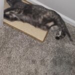 FUKUMARU Cat Scratcher Mat. 23.6 X 15.7 Inch Natural Sisal Cat Scratch Mats. Horizontal Cat Floor Scratching Pad Rug with Sticky Tapes. Protect Couch and Carpets photo review